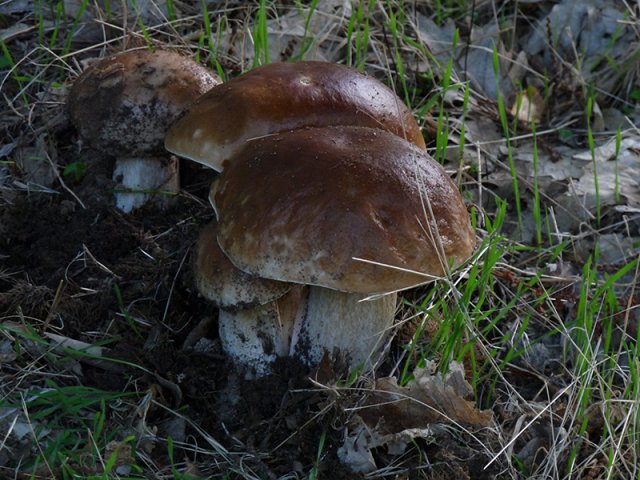 Boletus edulis-P1050986